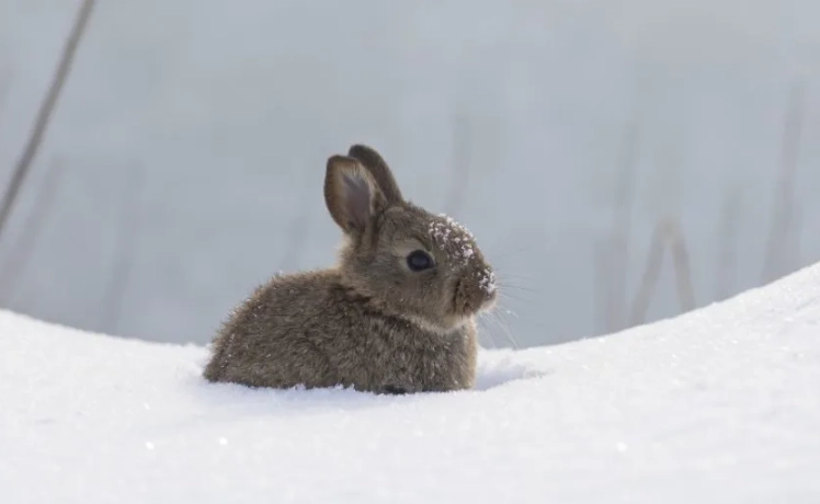 pet rabbit cold weather