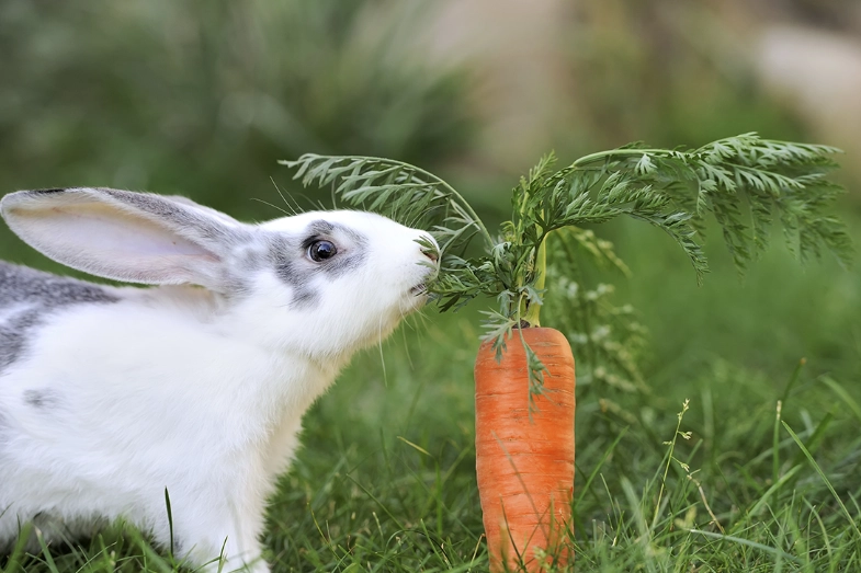 can rabbits have carrots