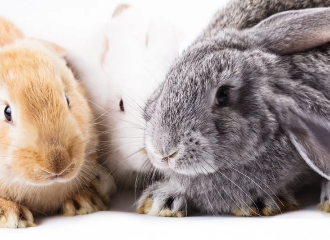 rabbit breeds