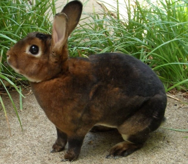 Holland Lop weight Holland Lop weight