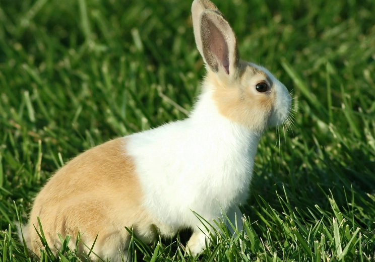 Holland Lop rabbit care Holland Lop rabbit care