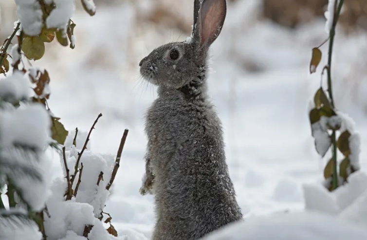 do rabbits hibernate
