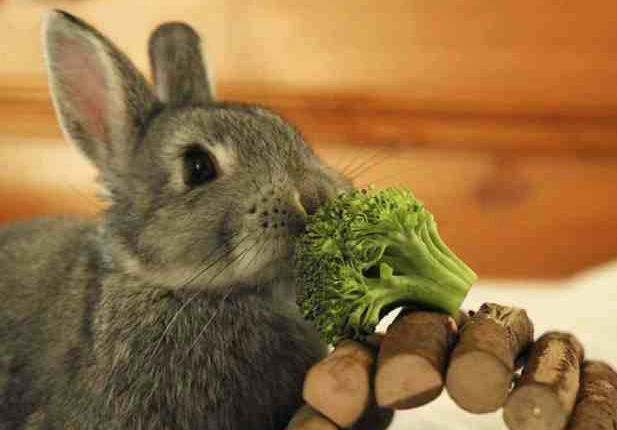 broccoli for rabbits broccoli for rabbits