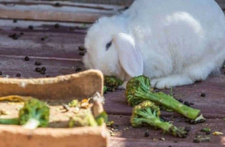 rabbit diet rabbit diet
