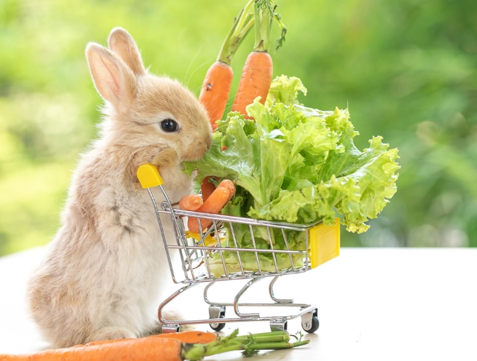 rabbit diet