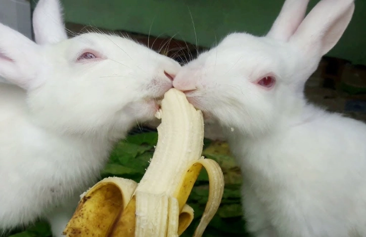 feeding rabbits fruit feeding rabbits fruit