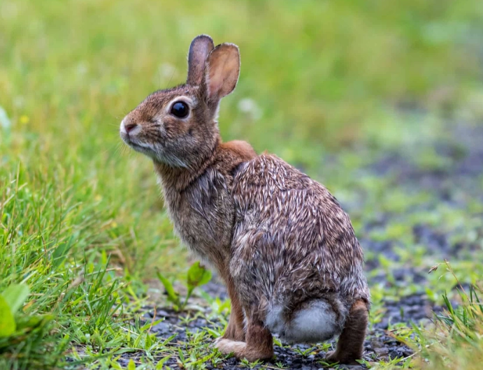 pregnant rabbit care