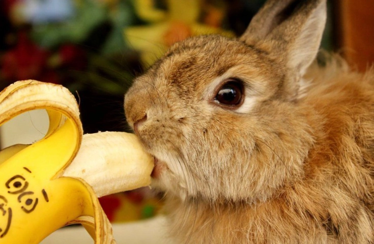 feeding rabbits fruit feeding rabbits fruit