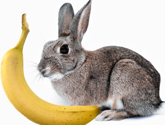 rabbit diet rabbit diet