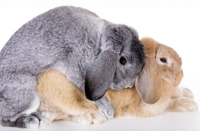 pregnant rabbit care