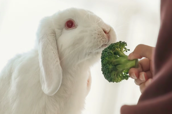 rabbit diet rabbit diet