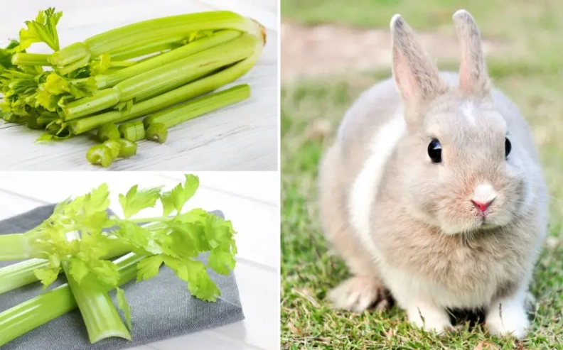 rabbit diet