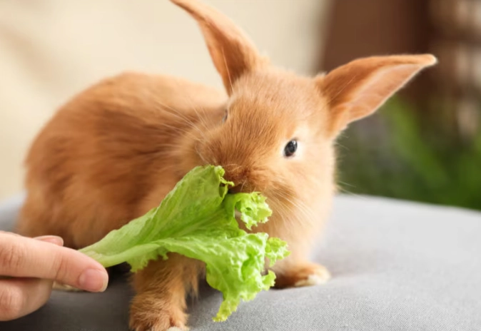 what do rabbits eat