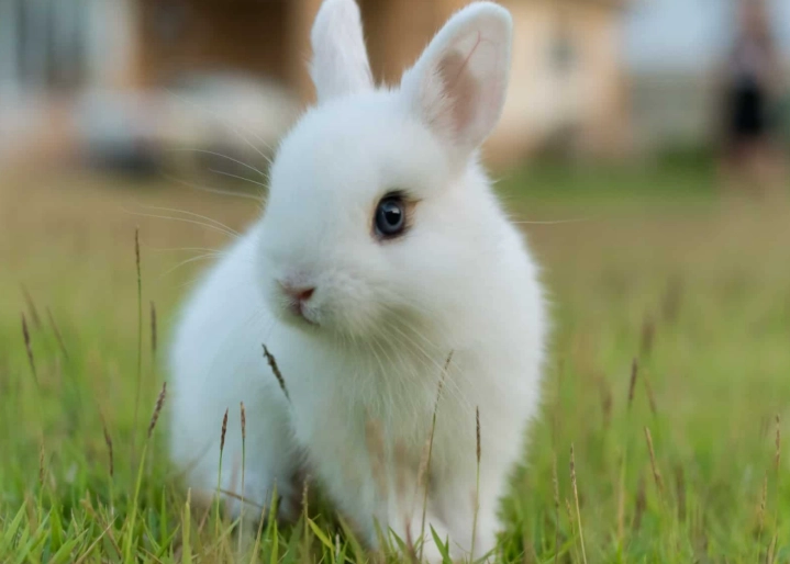 pregnant rabbit care