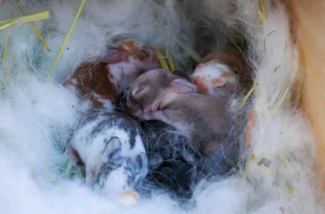 how long are rabbits pregnant