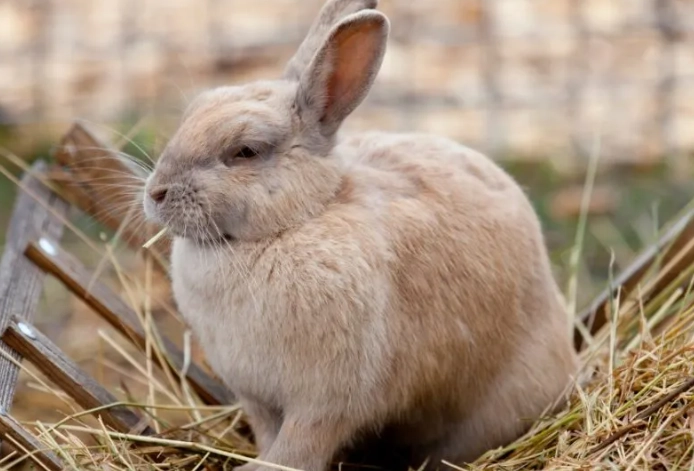pregnant rabbit care