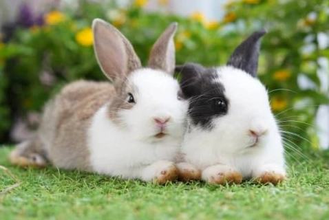how long are rabbits pregnant