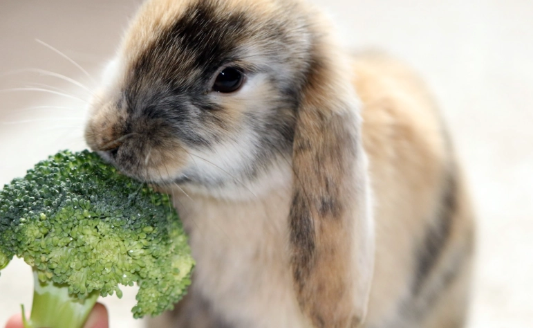 can rabbits eat broccoli
