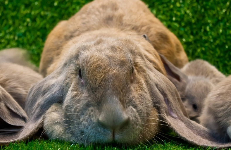 how long are rabbits pregnant