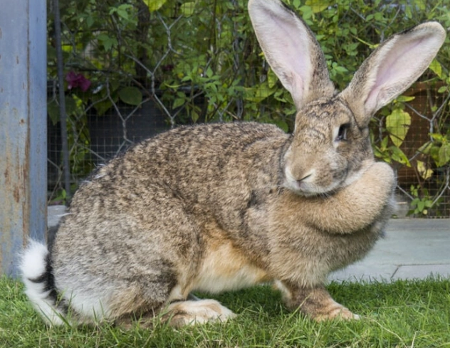 flemish giant rabbit diet flemish giant rabbit diet