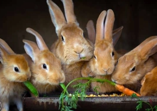 rabbit reproduction facts rabbit reproduction facts