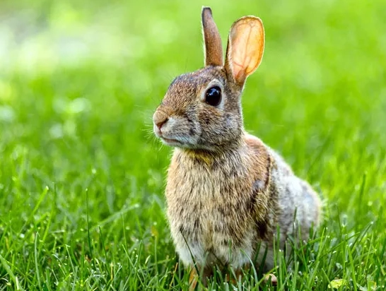 humane rabbit control humane rabbit control