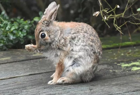 humane rabbit control humane rabbit control