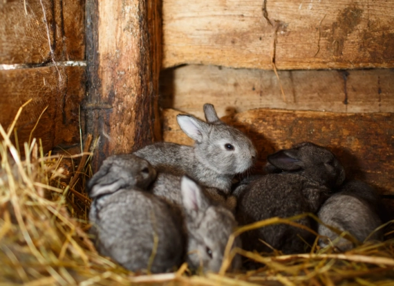 how many rabbits in a litter
