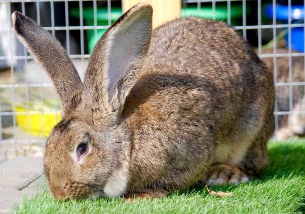 flemish giant rabbit diet flemish giant rabbit diet