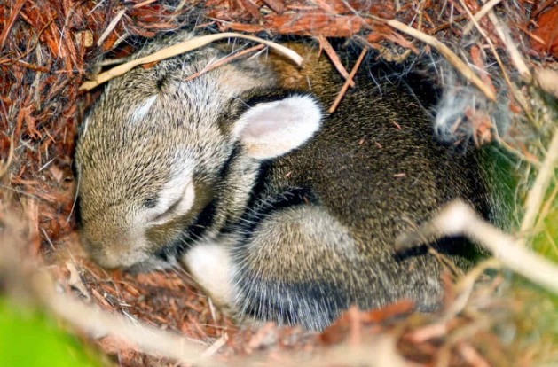 rabbit litter size rabbit litter size