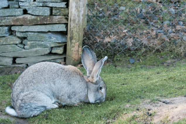 flemish giant rabbit diet flemish giant rabbit diet