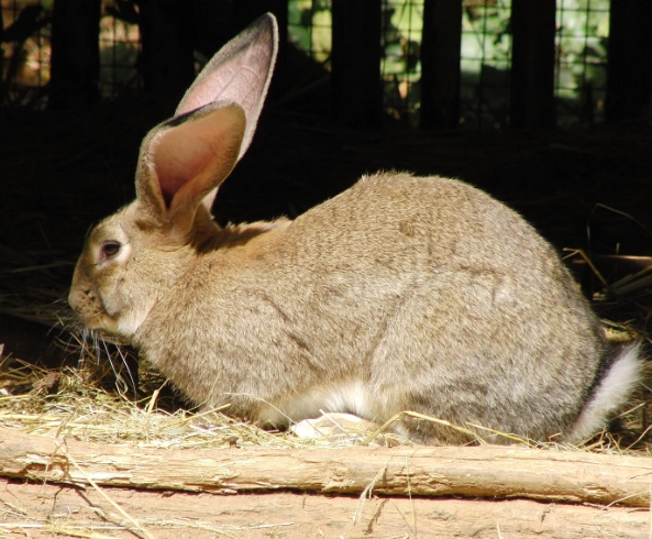 fleming giant rabbit
