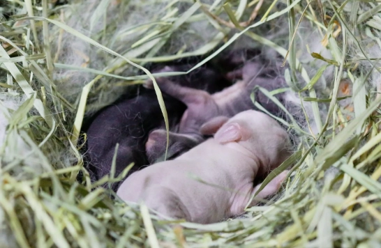 how many kits per litter how many kits per litter