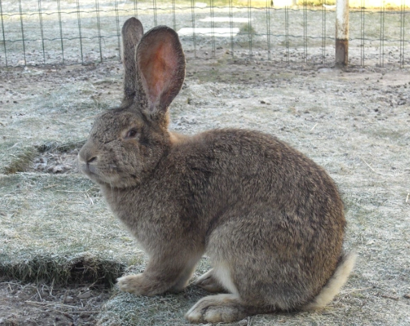 giant rabbit care giant rabbit care