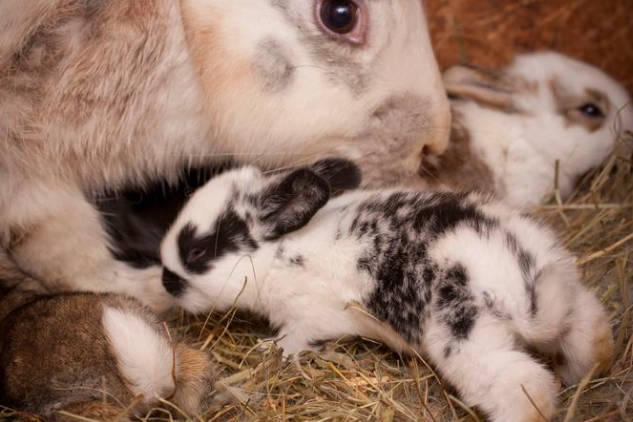 how many kits per litter how many kits per litter