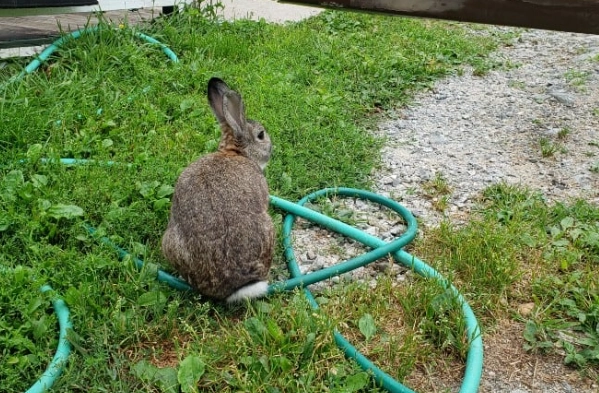 how to get rid of rabbits in your yard