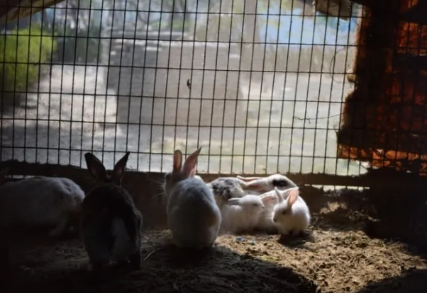 how many kits per litter