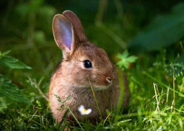 how to keep rabbits out of garden how to keep rabbits out of garden