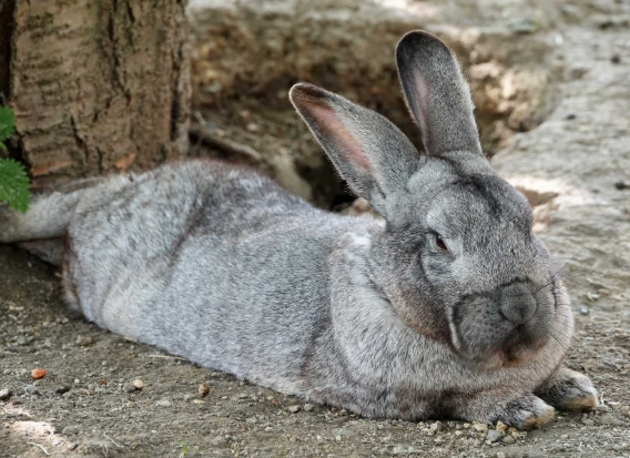 huge rabbit breeds