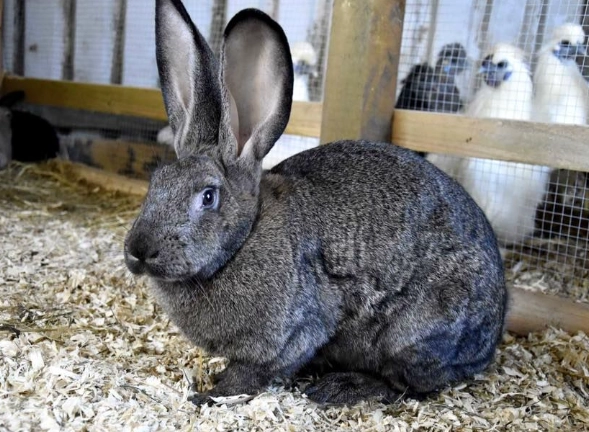 giant rabbit care giant rabbit care