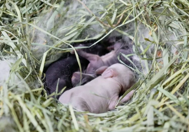 average rabbit litter