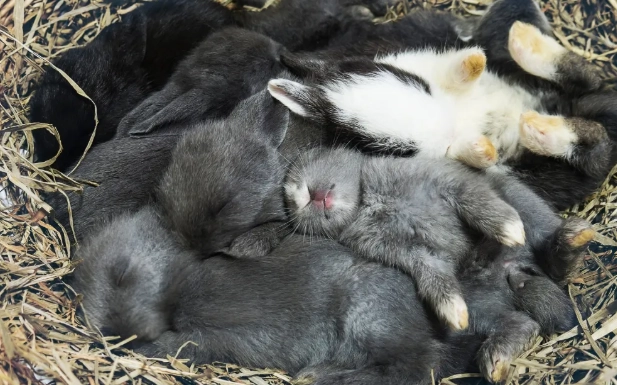 how many babies do rabbits have