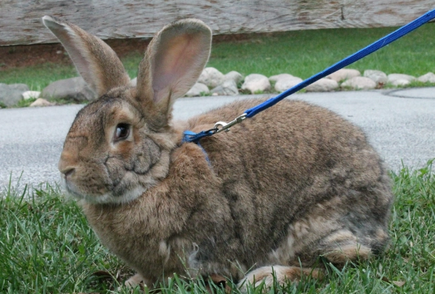 huge rabbit breeds