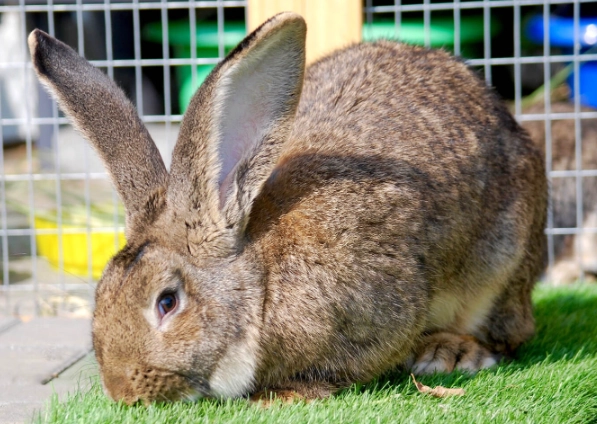 giant rabbit care