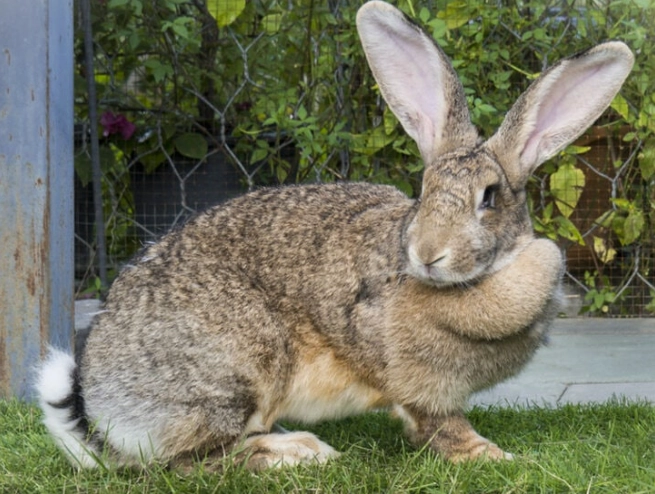 giant rabbit care
