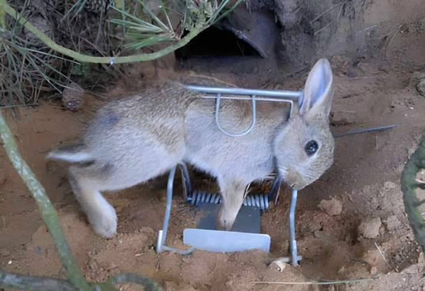 rabbit care tips rabbit care tips