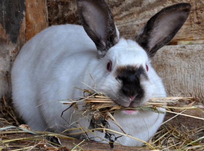 rabbit gestation period rabbit gestation period