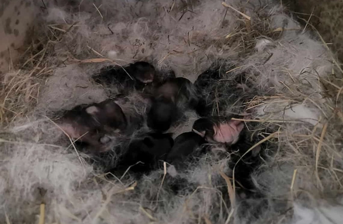 rabbit pooh meaning rabbit pooh meaning