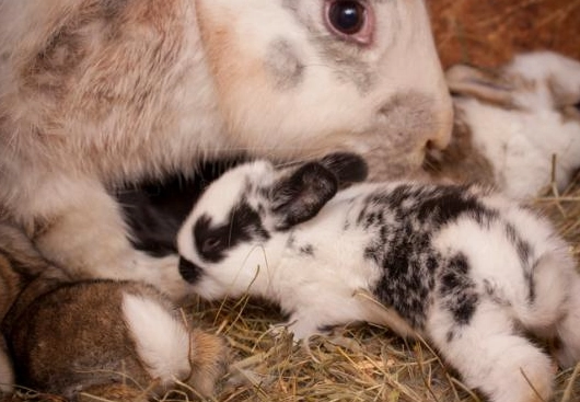 rabbit pooh color chart rabbit pooh color chart