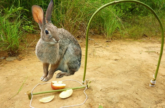 rabbit care tips rabbit care tips